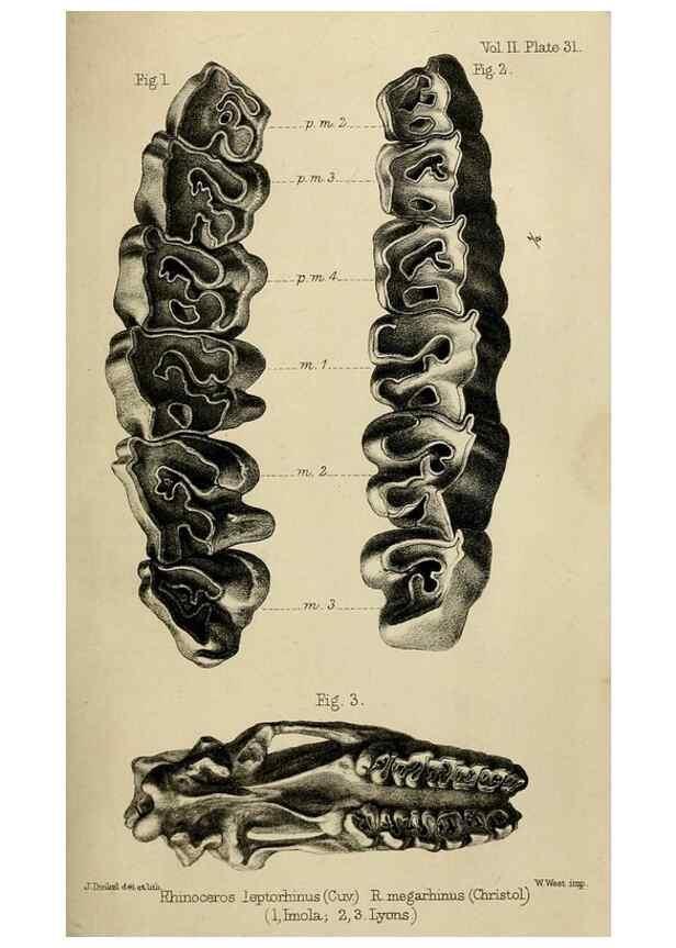 Reproducción/Reproduction 8436444268: Palaeontological memoirs and notes of H. Falconer, with a biographical sketch of the author.. London,1868.