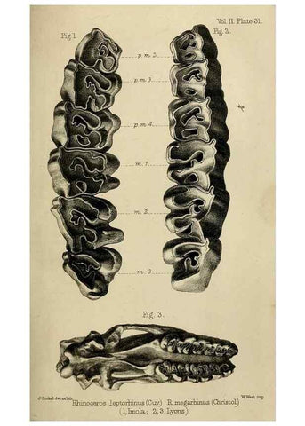Reproducción/Reproduction 8436444268: Palaeontological memoirs and notes of H. Falconer, with a biographical sketch of the author.. London,1868.