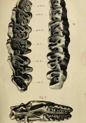 Reproducción/Reproduction 8436444268: Palaeontological memoirs and notes of H. Falconer, with a biographical sketch of the author.. London,1868.