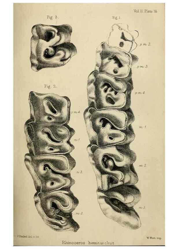 Reproducción/Reproduction 8435349575: Palaeontological memoirs and notes of H. Falconer, with a biographical sketch of the author.. London,1868.