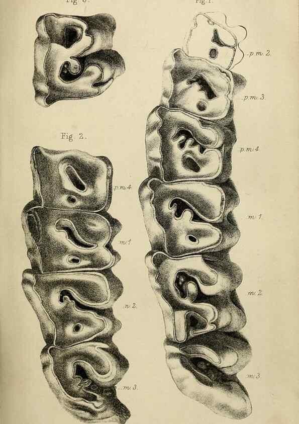 Reproducción/Reproduction 8435349575: Palaeontological memoirs and notes of H. Falconer, with a biographical sketch of the author.. London,1868.