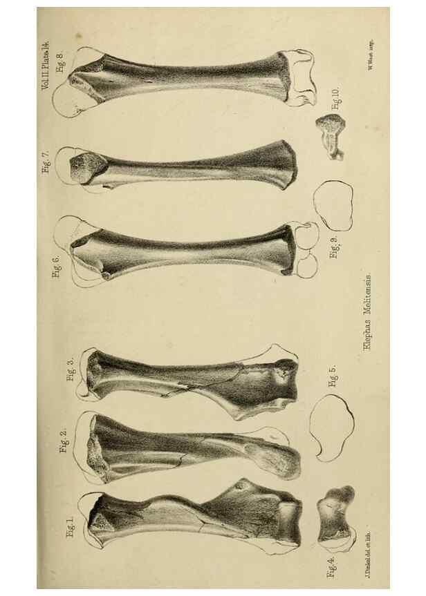 Reproducción/Reproduction 8436434246: Palaeontological memoirs and notes of H. Falconer, with a biographical sketch of the author.. London,1868.