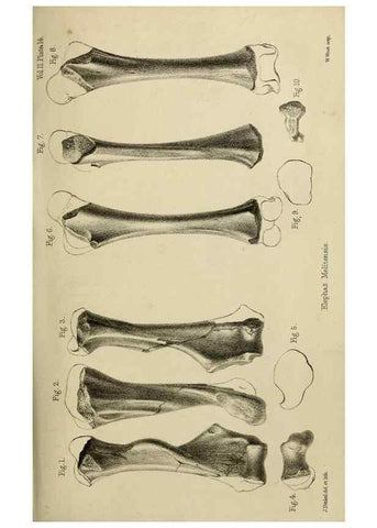 Reproducción/Reproduction 8436434246: Palaeontological memoirs and notes of H. Falconer, with a biographical sketch of the author.. London,1868.