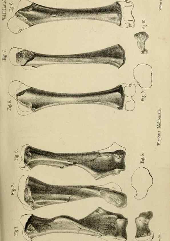 Reproducción/Reproduction 8436434246: Palaeontological memoirs and notes of H. Falconer, with a biographical sketch of the author.. London,1868.