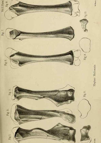 Reproducción/Reproduction 8436434246: Palaeontological memoirs and notes of H. Falconer, with a biographical sketch of the author.. London,1868.