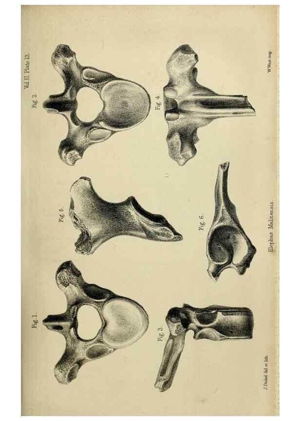 Reproducción/Reproduction 8435347657: Palaeontological memoirs and notes of H. Falconer, with a biographical sketch of the author.. London,1868.