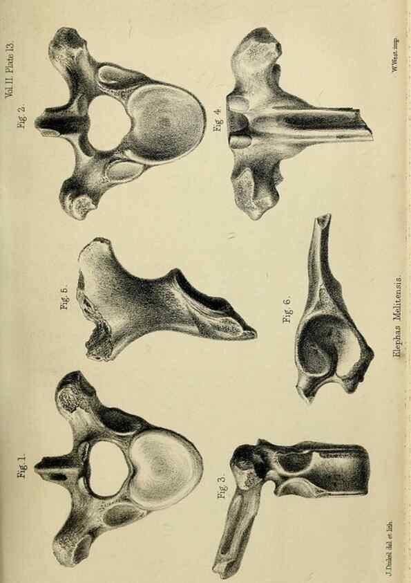 Reproducción/Reproduction 8435347657: Palaeontological memoirs and notes of H. Falconer, with a biographical sketch of the author.. London,1868.