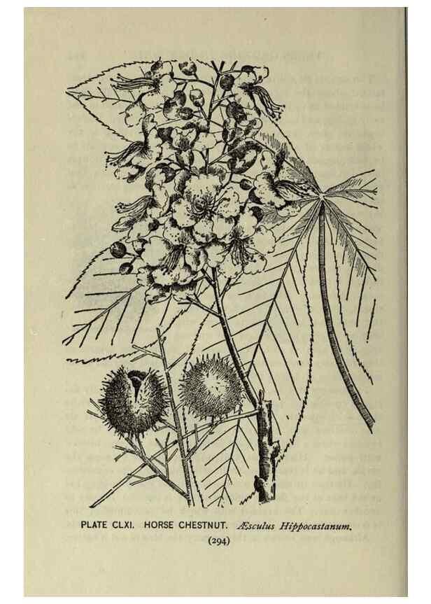 Reproducción/Reproduction 8434903571: A guide to the trees;. New YorkF.A. Stokes[c1900]