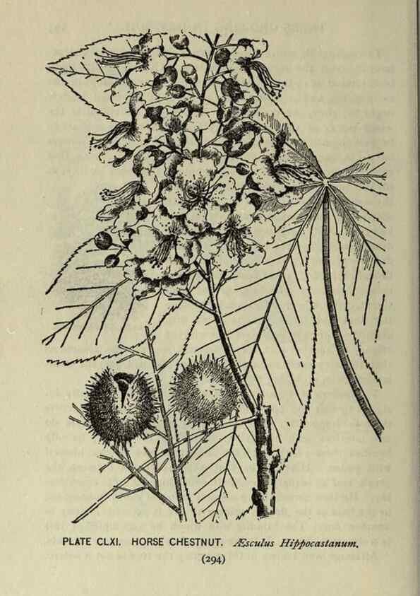 Reproducción/Reproduction 8434903571: A guide to the trees;. New YorkF.A. Stokes[c1900]