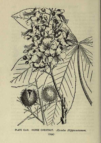Reproducción/Reproduction 8434903571: A guide to the trees;. New YorkF.A. Stokes[c1900]