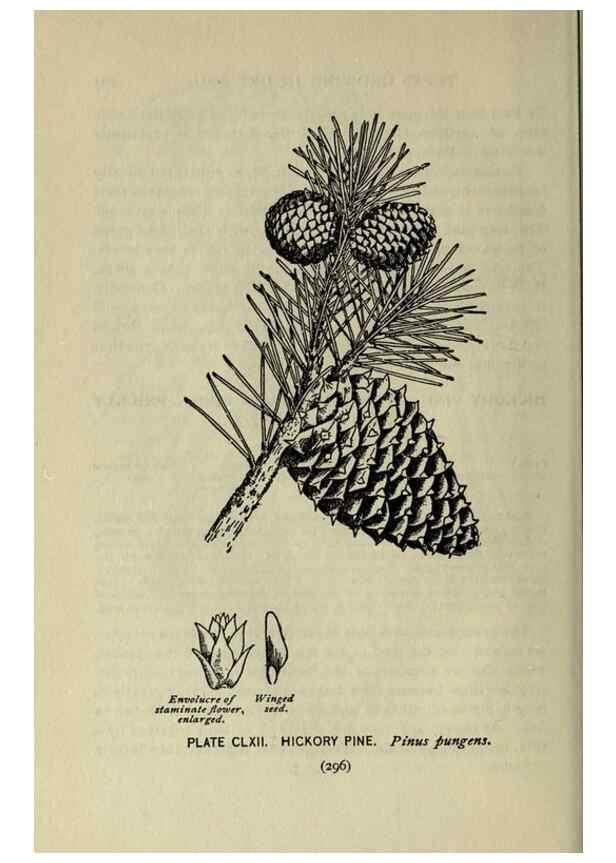 Reproducción/Reproduction 8435988646: A guide to the trees;. New YorkF.A. Stokes[c1900]