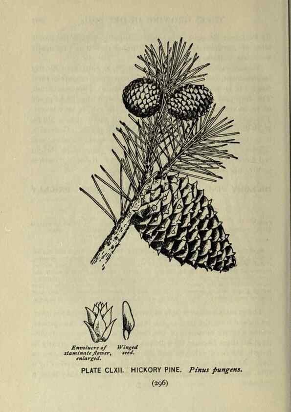 Reproducción/Reproduction 8435988646: A guide to the trees;. New YorkF.A. Stokes[c1900]