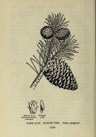 Reproducción/Reproduction 8435988646: A guide to the trees;. New YorkF.A. Stokes[c1900]