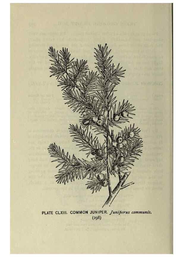 Reproducción/Reproduction 8435989110: A guide to the trees;. New YorkF.A. Stokes[c1900]