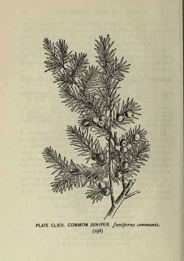 Reproducción/Reproduction 8435989110: A guide to the trees;. New YorkF.A. Stokes[c1900]
