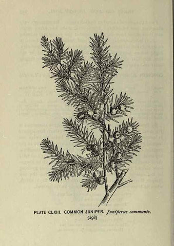 Reproducción/Reproduction 8435989110: A guide to the trees;. New YorkF.A. Stokes[c1900]