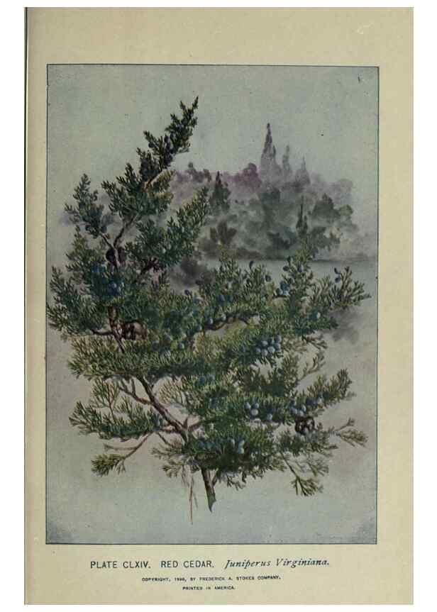 Reproducción/Reproduction 8434904669: A guide to the trees;. New YorkF.A. Stokes[c1900]