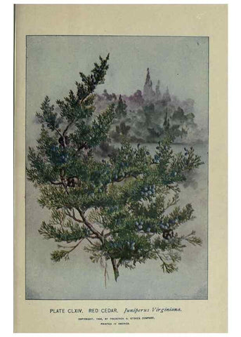 Reproducción/Reproduction 8434904669: A guide to the trees;. New YorkF.A. Stokes[c1900]