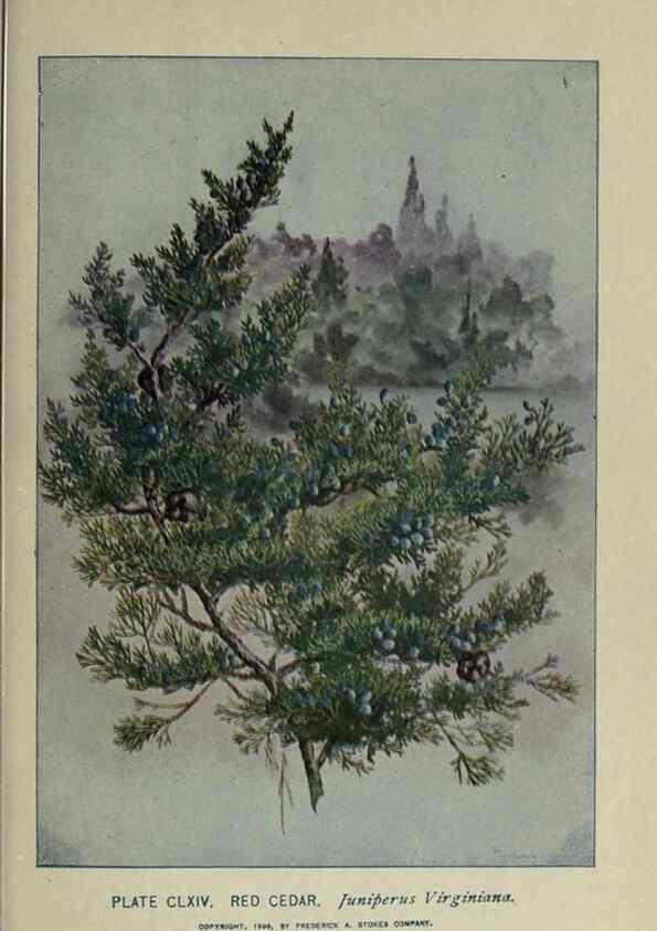 Reproducción/Reproduction 8434904669: A guide to the trees;. New YorkF.A. Stokes[c1900]