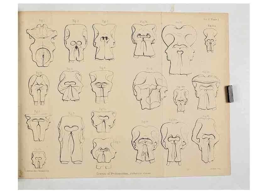 Reproducción/Reproduction 8435269065: Palaeontological memoirs and notes of H. Falconer, with a biographical sketch of the author.. London,1868.