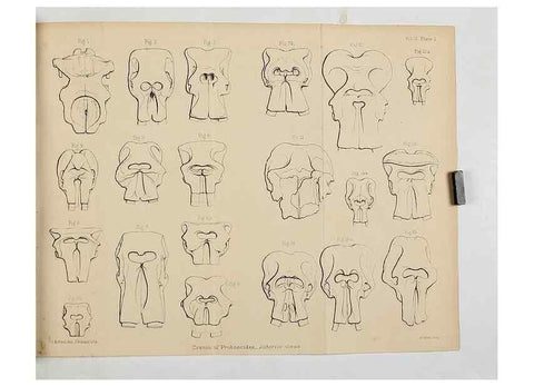 Reproducción/Reproduction 8435269065: Palaeontological memoirs and notes of H. Falconer, with a biographical sketch of the author.. London,1868.