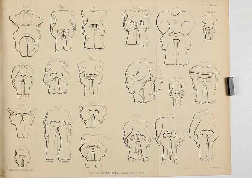 Reproducción/Reproduction 8435269065: Palaeontological memoirs and notes of H. Falconer, with a biographical sketch of the author.. London,1868.