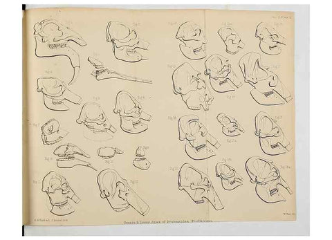 Reproducción/Reproduction 8436426346: Palaeontological memoirs and notes of H. Falconer, with a biographical sketch of the author.. London,1868.