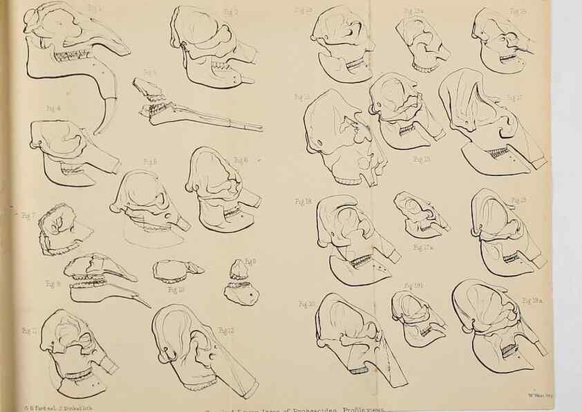 Reproducción/Reproduction 8436426346: Palaeontological memoirs and notes of H. Falconer, with a biographical sketch of the author.. London,1868.