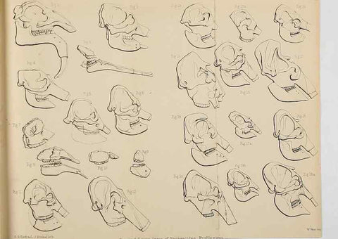 Reproducción/Reproduction 8436426346: Palaeontological memoirs and notes of H. Falconer, with a biographical sketch of the author.. London,1868.