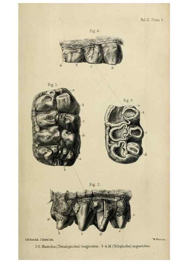 Reproducción/Reproduction 8435340907: Palaeontological memoirs and notes of H. Falconer, with a biographical sketch of the author.. London,1868.