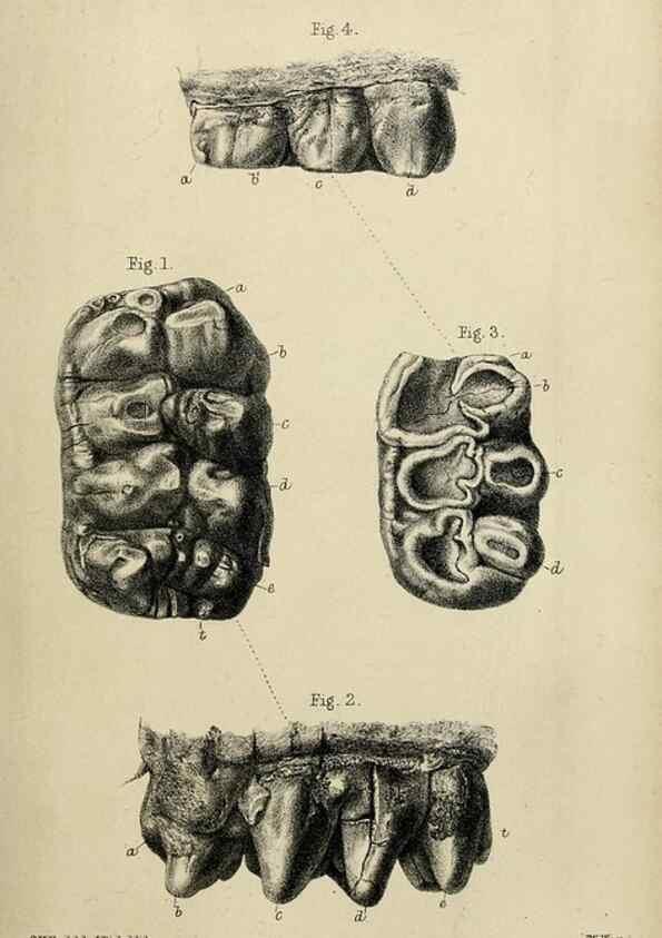 Reproducción/Reproduction 8435340907: Palaeontological memoirs and notes of H. Falconer, with a biographical sketch of the author.. London,1868.