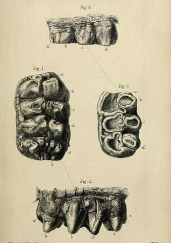 Reproducción/Reproduction 8435340907: Palaeontological memoirs and notes of H. Falconer, with a biographical sketch of the author.. London,1868.