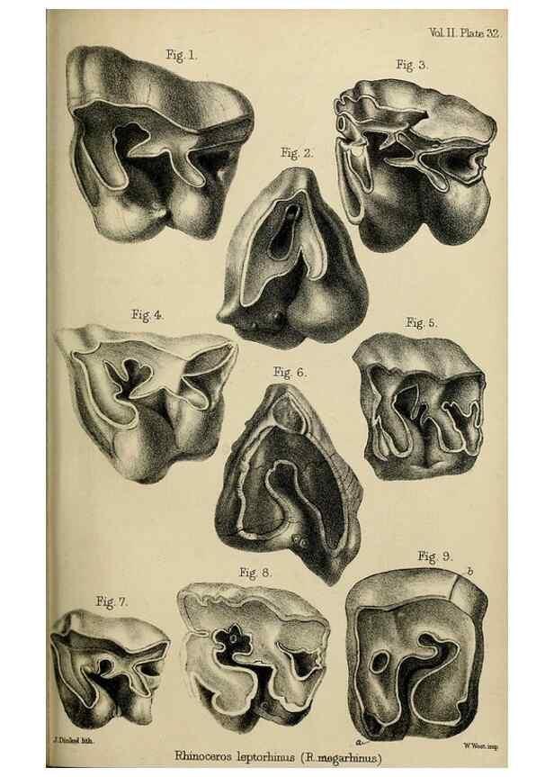 Reproducción/Reproduction 8436444854: Palaeontological memoirs and notes of H. Falconer, with a biographical sketch of the author.. London,1868.