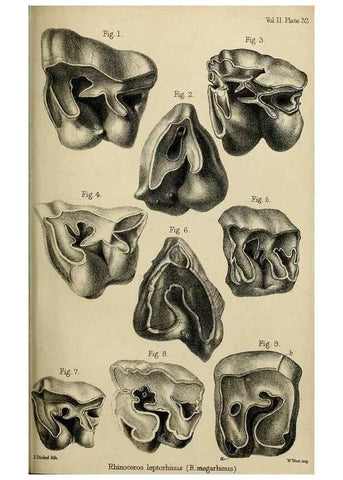 Reproducción/Reproduction 8436444854: Palaeontological memoirs and notes of H. Falconer, with a biographical sketch of the author.. London,1868.