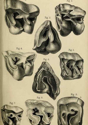 Reproducción/Reproduction 8436444854: Palaeontological memoirs and notes of H. Falconer, with a biographical sketch of the author.. London,1868.