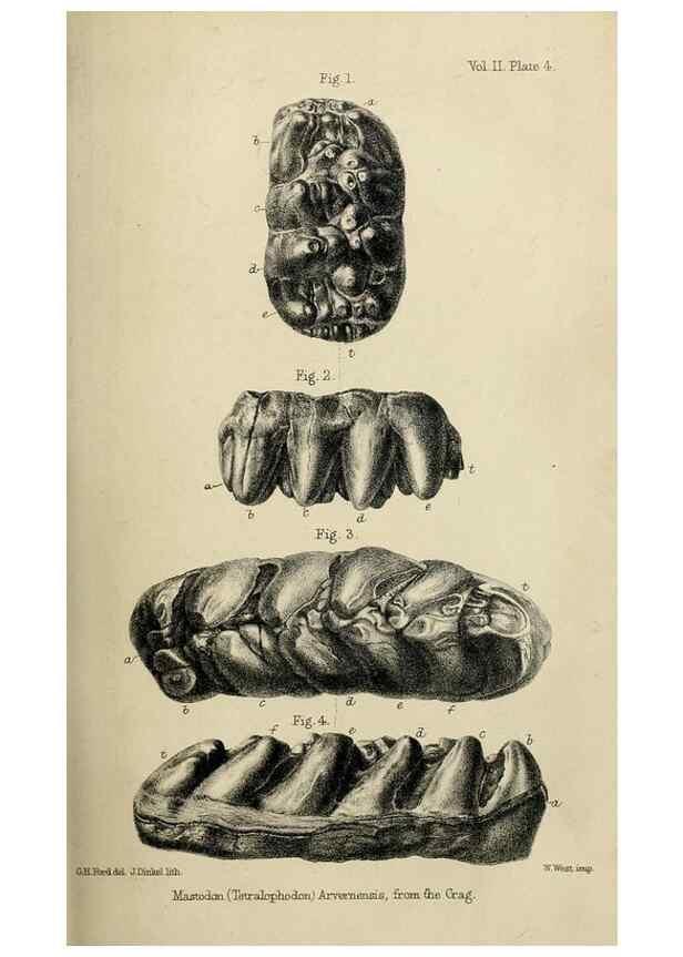 Reproducción/Reproduction 8435341505: Palaeontological memoirs and notes of H. Falconer, with a biographical sketch of the author.. London,1868.