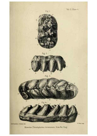Reproducción/Reproduction 8435341505: Palaeontological memoirs and notes of H. Falconer, with a biographical sketch of the author.. London,1868.