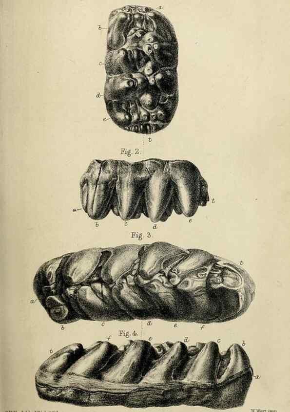 Reproducción/Reproduction 8435341505: Palaeontological memoirs and notes of H. Falconer, with a biographical sketch of the author.. London,1868.