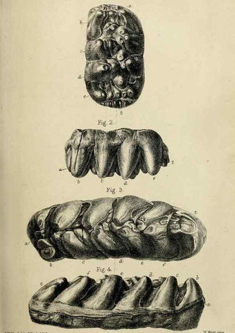 Reproducción/Reproduction 8435341505: Palaeontological memoirs and notes of H. Falconer, with a biographical sketch of the author.. London,1868.