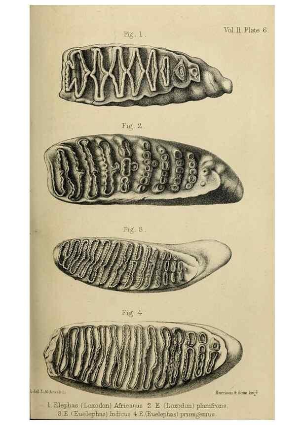 Reproducción/Reproduction 8435342525: Palaeontological memoirs and notes of H. Falconer, with a biographical sketch of the author.. London,1868.