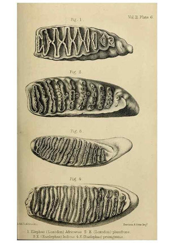 Reproducción/Reproduction 8435342525: Palaeontological memoirs and notes of H. Falconer, with a biographical sketch of the author.. London,1868.