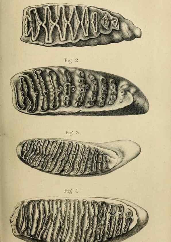 Reproducción/Reproduction 8435342525: Palaeontological memoirs and notes of H. Falconer, with a biographical sketch of the author.. London,1868.