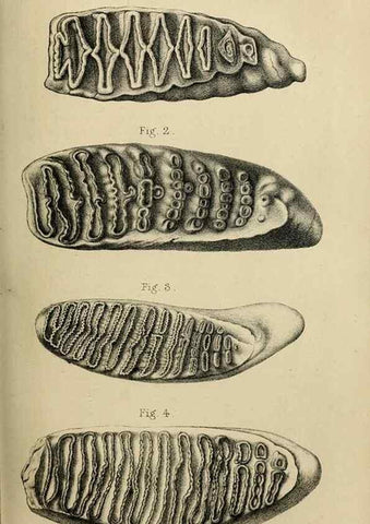 Reproducción/Reproduction 8435342525: Palaeontological memoirs and notes of H. Falconer, with a biographical sketch of the author.. London,1868.