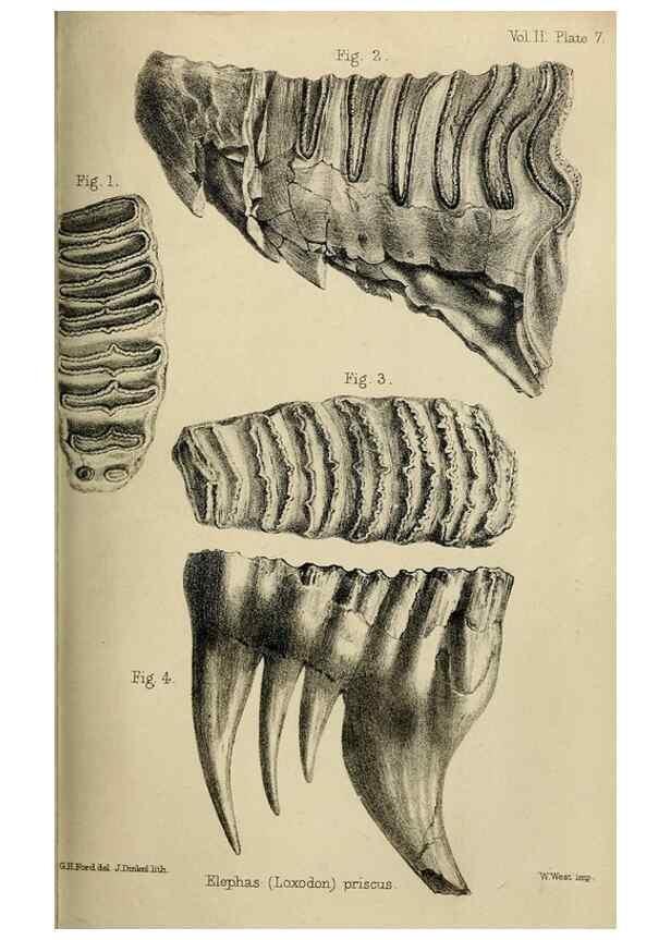 Reproducción/Reproduction 8435343125: Palaeontological memoirs and notes of H. Falconer, with a biographical sketch of the author.. London,1868.
