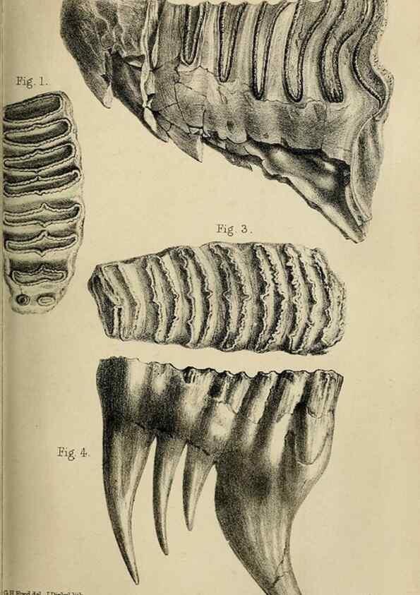 Reproducción/Reproduction 8435343125: Palaeontological memoirs and notes of H. Falconer, with a biographical sketch of the author.. London,1868.