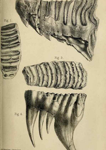 Reproducción/Reproduction 8435343125: Palaeontological memoirs and notes of H. Falconer, with a biographical sketch of the author.. London,1868.