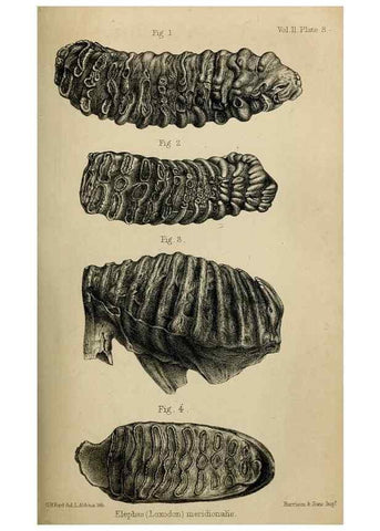 Reproducción/Reproduction 8436429898: Palaeontological memoirs and notes of H. Falconer, with a biographical sketch of the author.. London,1868.