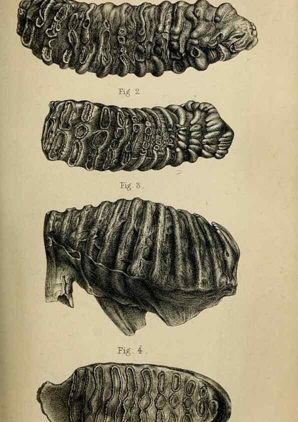 Reproducción/Reproduction 8436429898: Palaeontological memoirs and notes of H. Falconer, with a biographical sketch of the author.. London,1868.