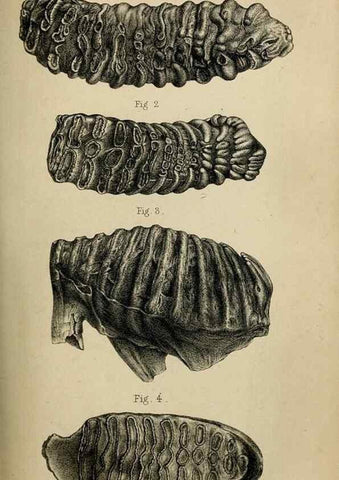 Reproducción/Reproduction 8436429898: Palaeontological memoirs and notes of H. Falconer, with a biographical sketch of the author.. London,1868.