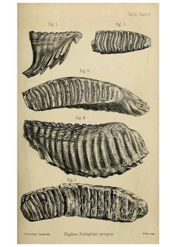 Reproducción/Reproduction 8435344545: Palaeontological memoirs and notes of H. Falconer, with a biographical sketch of the author.. London,1868.